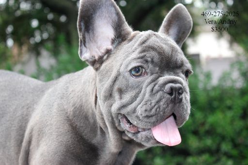 French Bulldog Puppy For Sale In Katy Tx Adn 42524 On