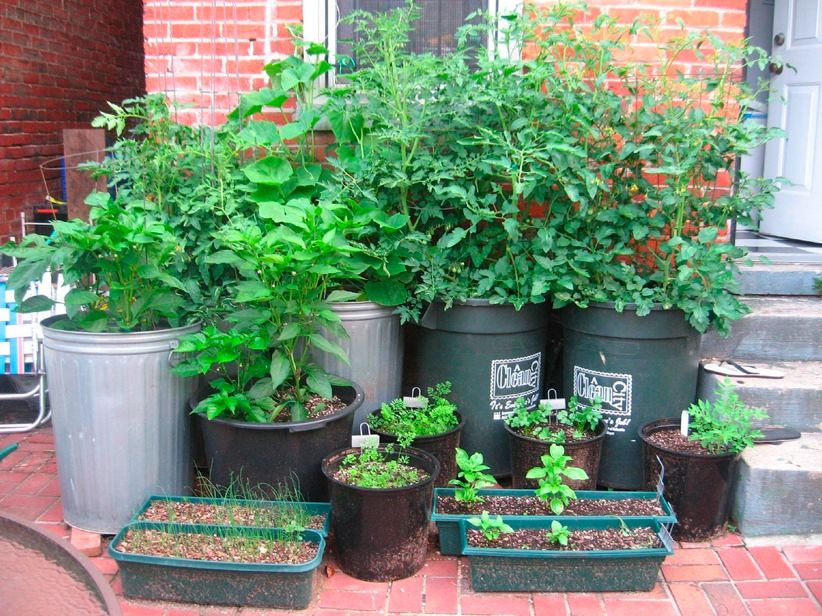 Ve able Container Garden For more Organic Gardening Ideas 6 binations for edible container gardens