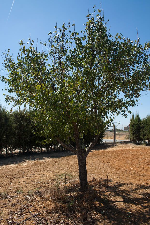 Los perales comunes, científicamente conocidos con el nombre de Pyrus communis, son árboles frutales de la familia de las rosáceas. Su origen se localiza en Europa oriental y Asia menor. En estas z… Pyrus, Plantar, Country Roads, Floral, Trees, Pictures Of Wild Animals, Nature Photography, Pisces, Horses