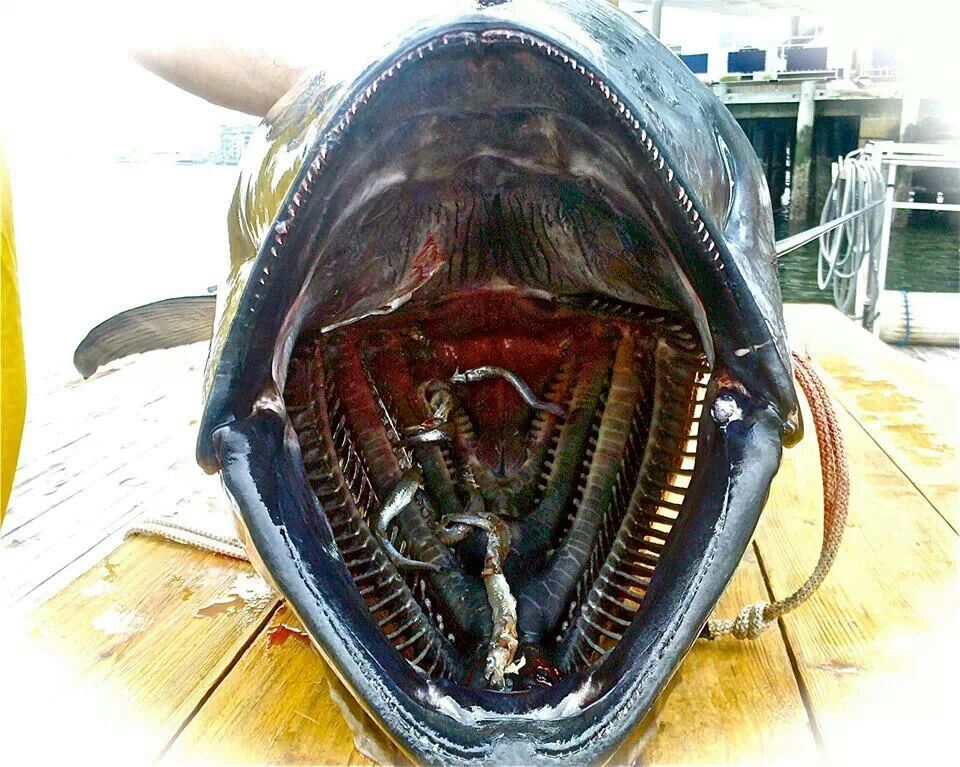Tuna Mouth Pesca Peces Pescado Tuna Mouth Pesca Peces Pescado