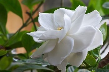 Everything You Wanted To Know About Gardenia Jasminoides Care
