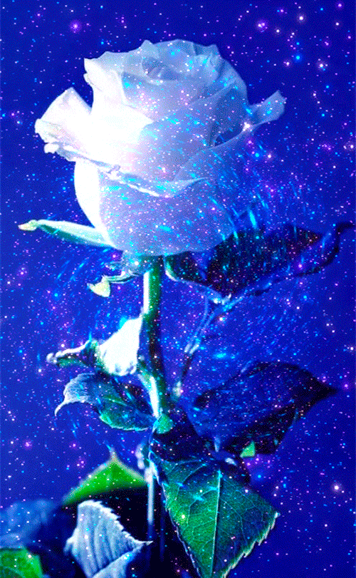 Welcome Beautiful Rose Flowers Beautiful Gif Beautiful Flowers