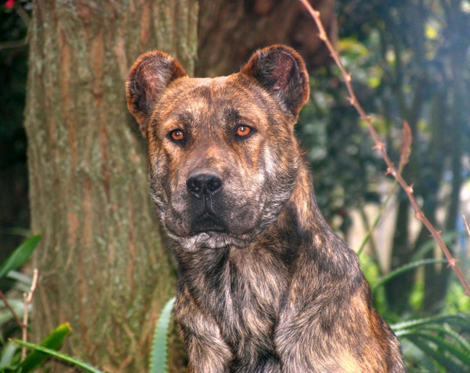 Azores Cattle Dog Puppies Azores Cattle Dog Puppies