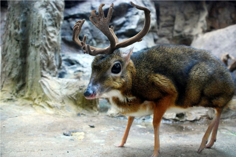 手乗り鹿のマメジカが超かわいい 日本の動物園にもいるらしいぞ ジャングルタイムズ 動物園 珍しい動物 タテガミオオカミ 手乗り鹿のマメジカが超かわいい 日本の動物園にもいるらしいぞ ジャングルタイムズ 動物園 珍しい動物 タテガミオオカミ