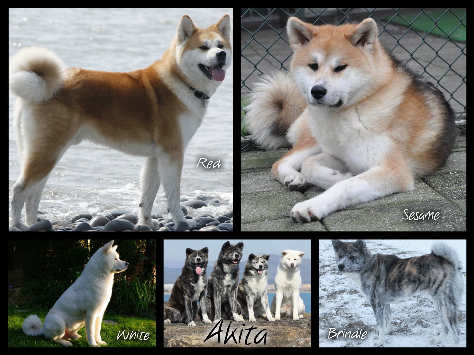 Akita Colors Please Note That There S A Difference Between