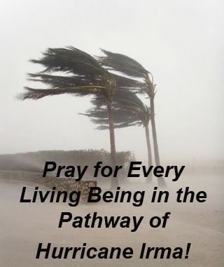 hurricane irma is a category five hurricane and destined to start at hurricane irma is a category five hurricane and destined to start at puerto rico and continue on upwards to florida please pray for everybody in its