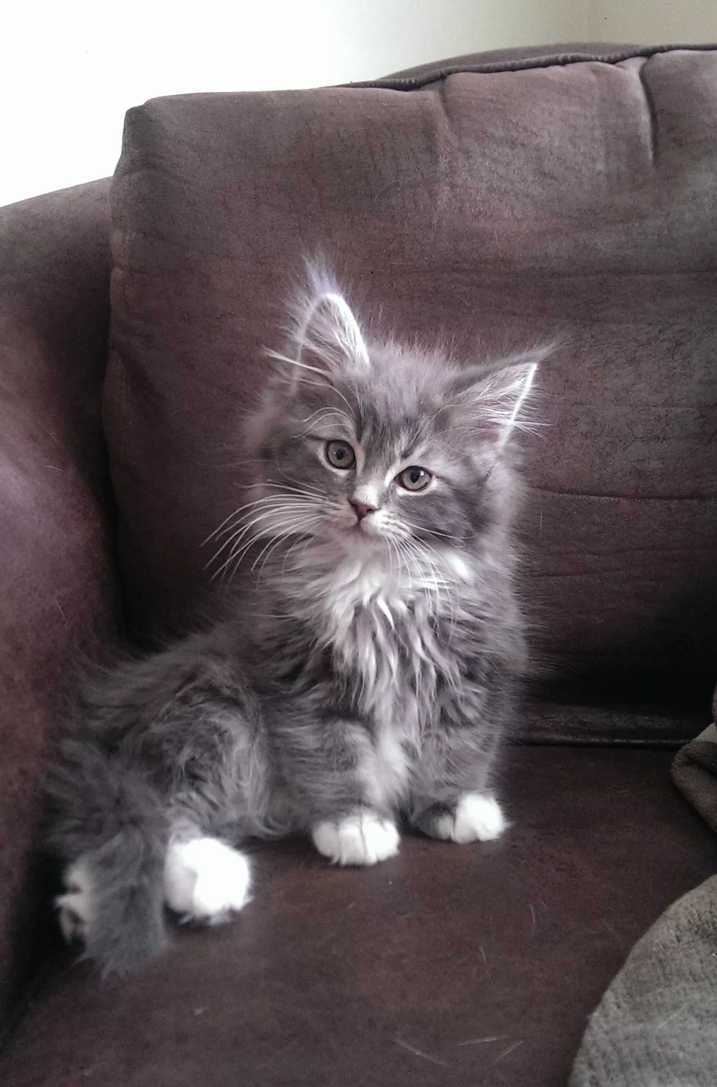 Positive Beautiful Cats Adorable Kittens Positive Beautiful Cats Adorable Kittens