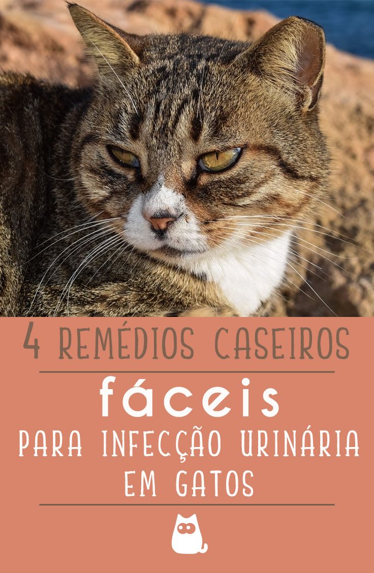 remédio para infecção urinária em gatos