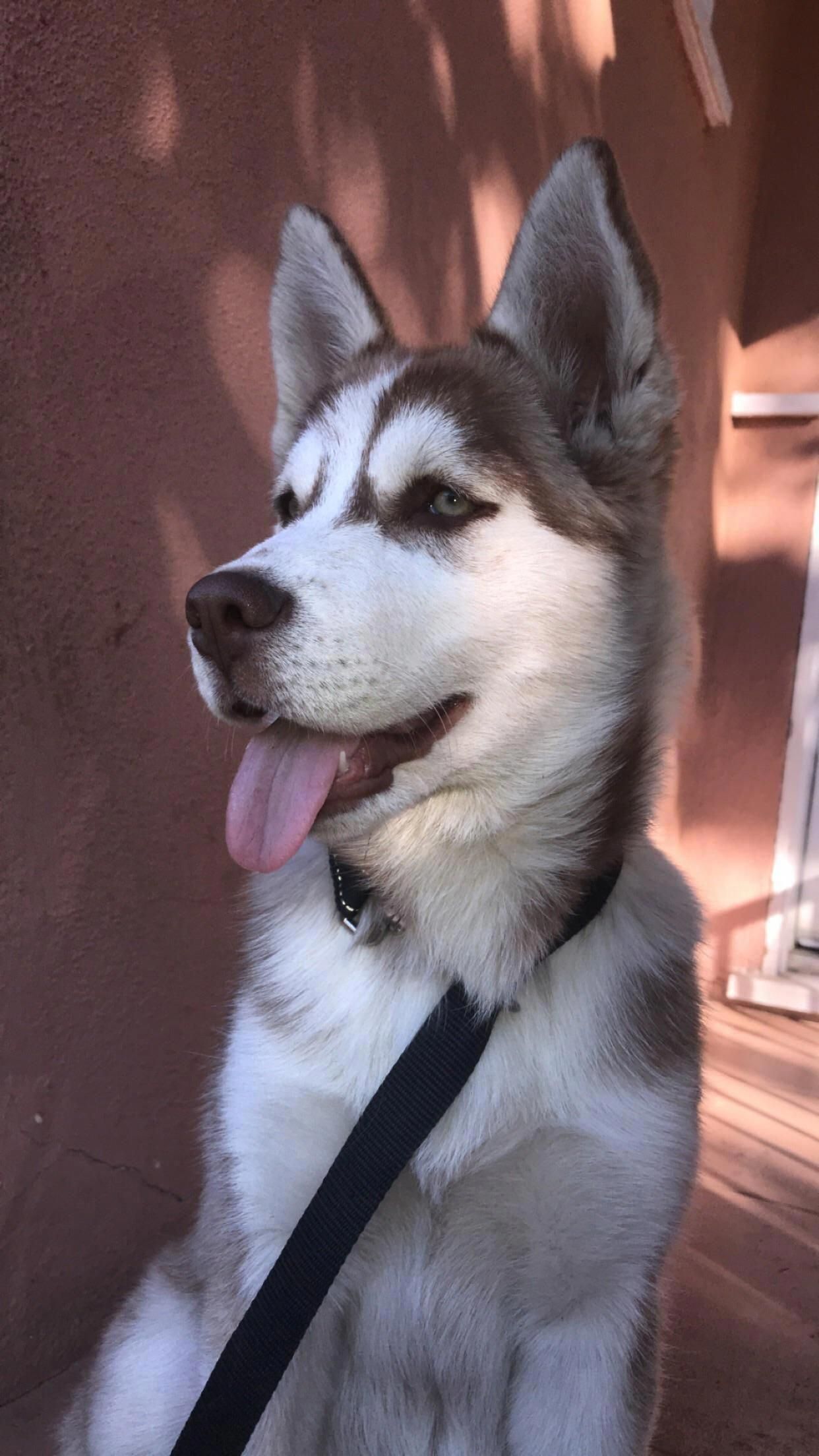 Discover Additional Info On Huskies Check Out Our Internet Site