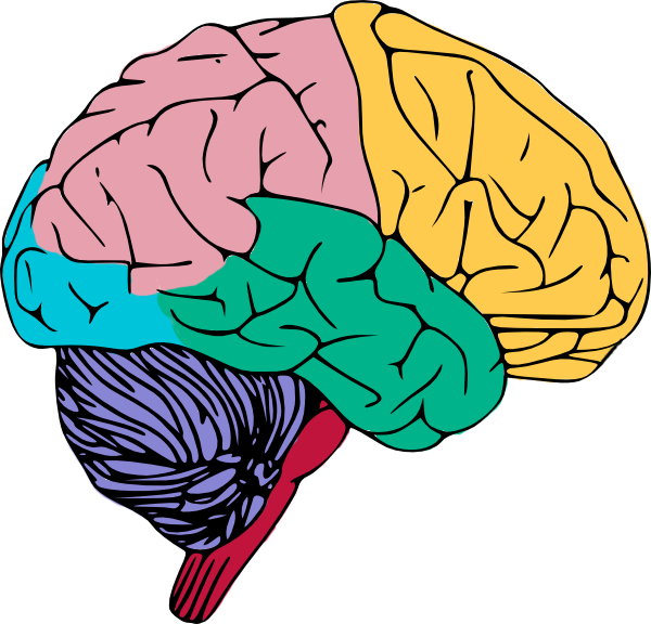 brain clipart free to use public domain brain clip art brainy matter brain clipart free to use public domain brain clip art brainy matter