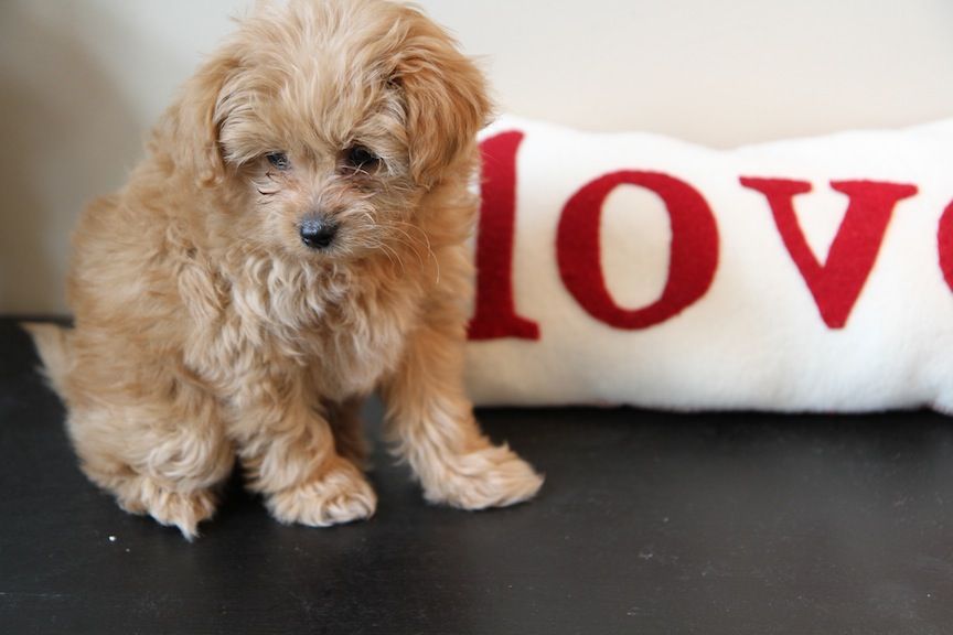 Pomapoo Puppy And More Hairstyles From Cutegirlshairstyles Com
