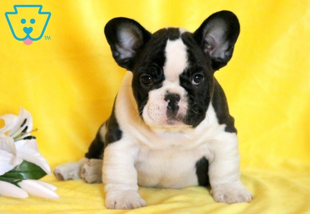 Paws Bulldog Puppies French Bulldog Puppies Bulldog Puppies