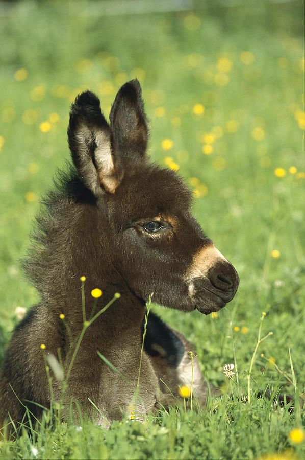 Cute Baby Animals, Farm Animals, Animals And Pets, Funny Animals, Baby Donkey, Cute Donkey, Mini Donkey, Zebras, Beautiful Horses