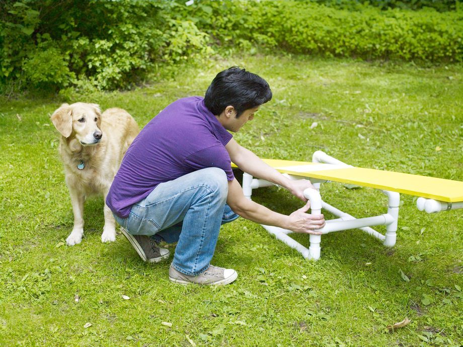 How to Build a DIY Dog Agility Course in 2020 Dog