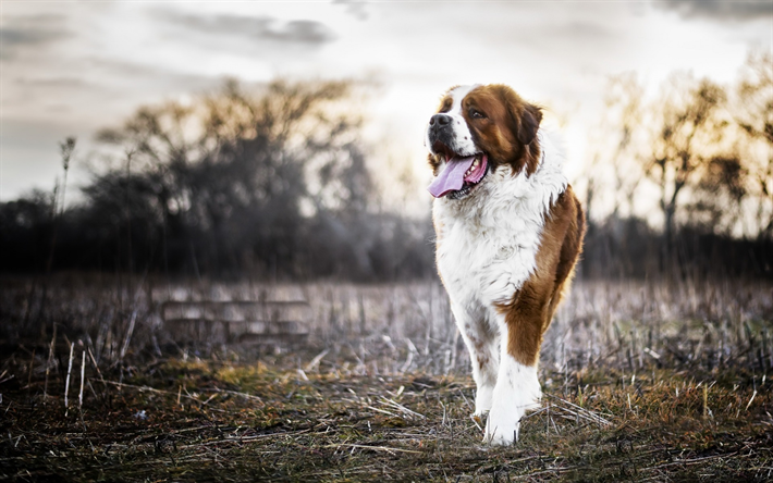 Download Wallpapers St Bernard Breed Of Very Large Dog White Brown Big Dog Farm Besthqwallpapers Com Gros Chien Grands Chiens Chien Blanc