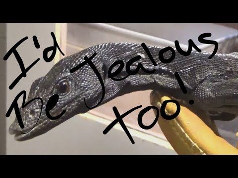 Update on our new Black Tree Monitors - YouTube | Black tree, New black