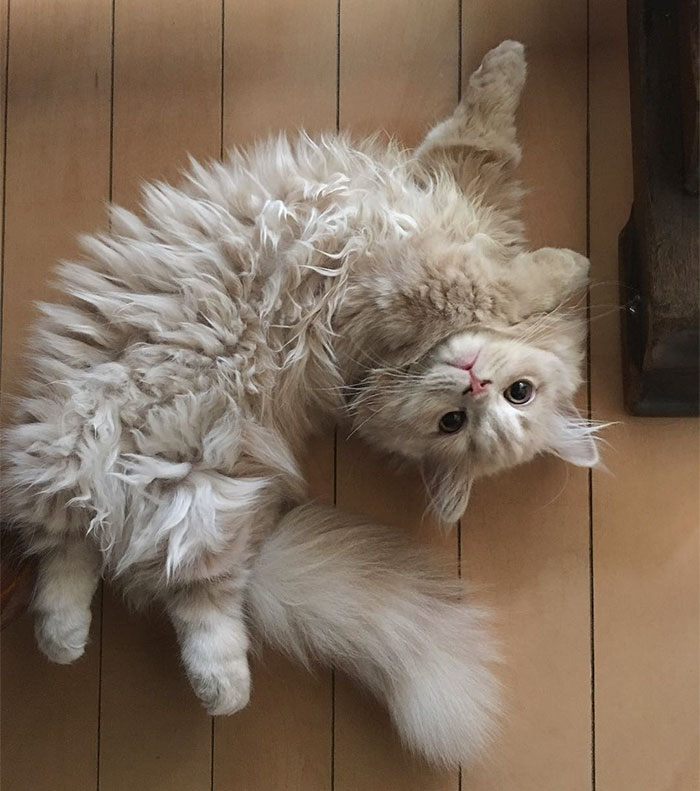Img1 Daumcdn Net Thumb R7x0 Fname 3a 2f 2ft1 Daumcdn Net 2fliveboard 2fpetzzi 2fc59d6057c58f4b70a662f9c87bcac16c Png 猫 品種 キュートな猫 子猫 Img1 Daumcdn Net Thumb R7x0 Fname 3a 2f 2ft1 Daumcdn Net 2fliveboard 2fpetzzi 2fc59d6057c58f4b70a662f9c87bcac16c Png 猫 品種 キュートな猫 子猫