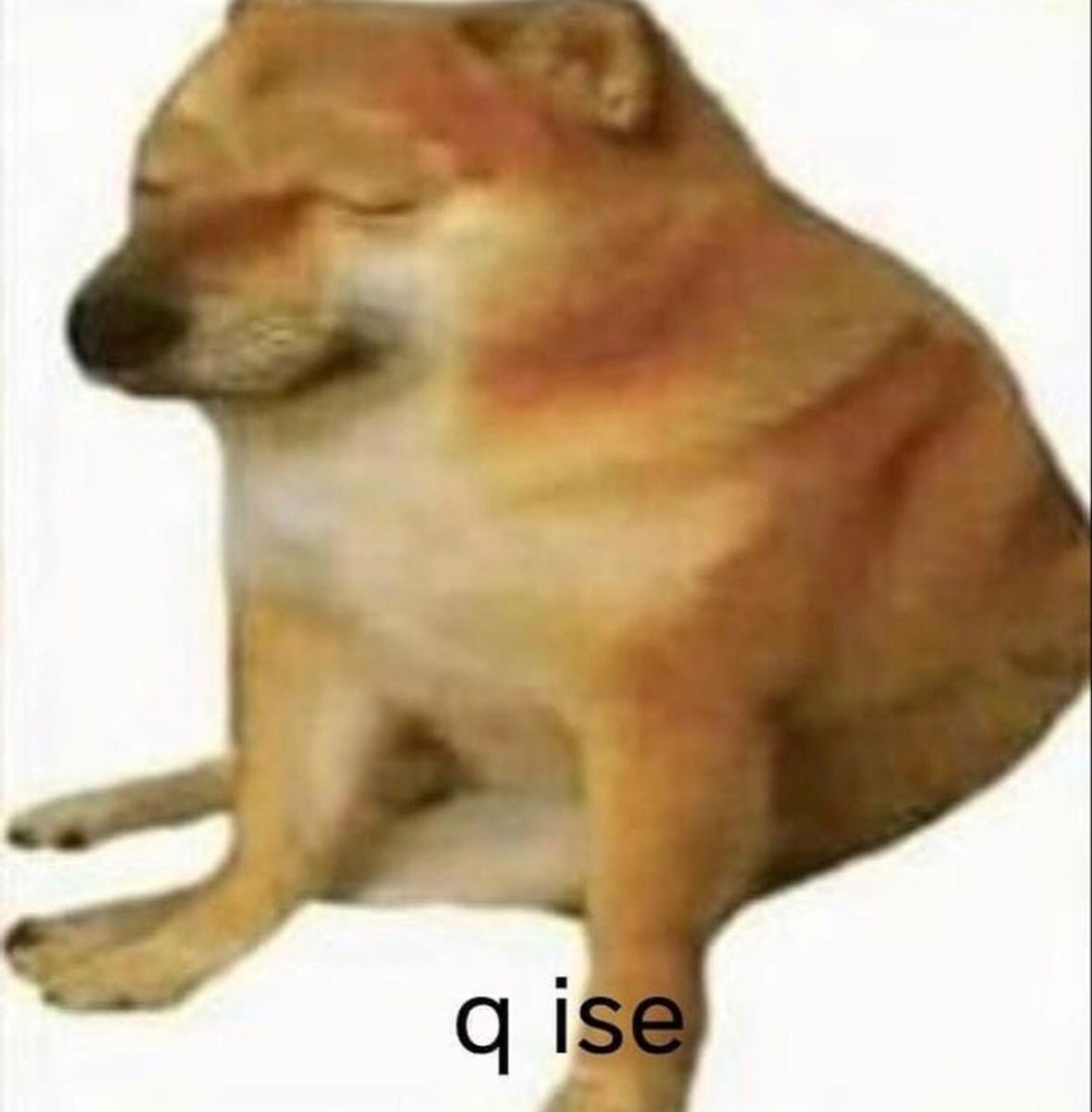 no puede ser meme perrito
