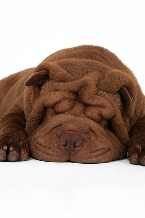 Chocolate Sharpei Shar Pei Dog Shar Pei Puppies Sleeping Dogs