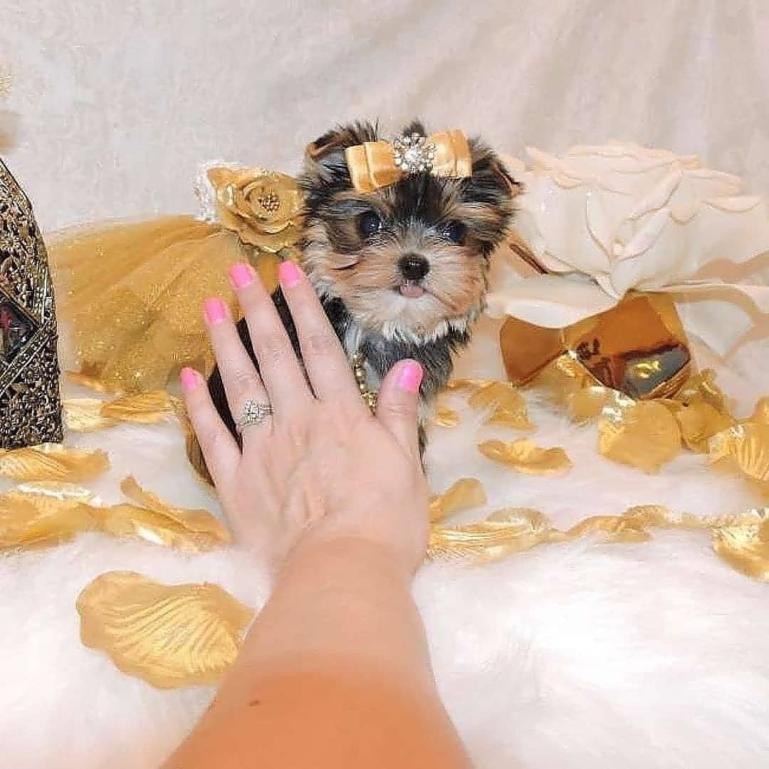 Yorkie Puppies For Adoption, Yorkies For Sale, Yorkie Puppy For Sale, Puppies For Sale, Puppy Find, Teacup Yorkie, Popular Dog, Akc, Gucci Mules