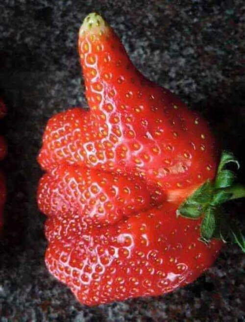 Weird Fruit, Funny Fruit, Weird Food, Strange Fruit, Fruit And Veg, Fruits And Vegetables, Funny Vegetables, Food Humor, Stupid Funny Memes