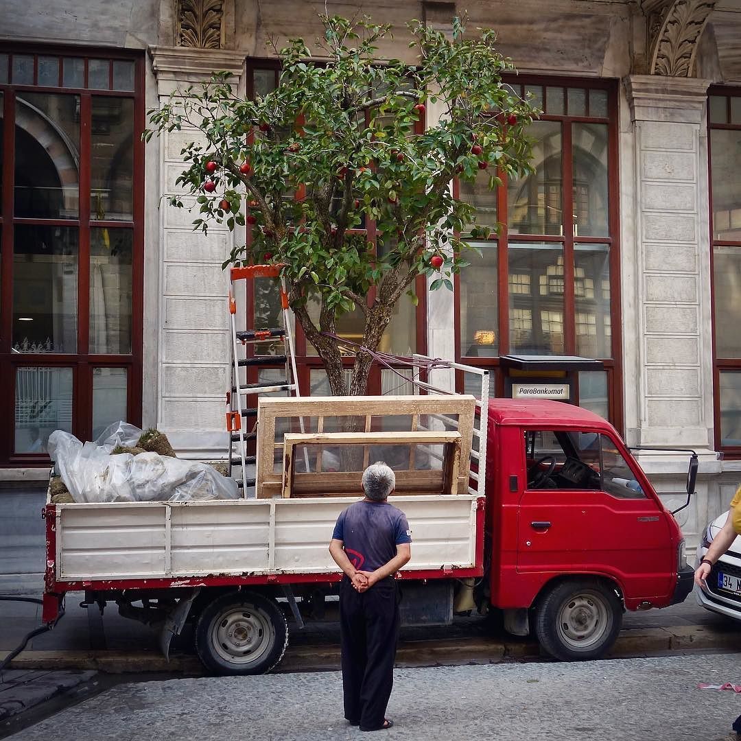 Tree In A Van Tree Pickup Truck Istanbul Turkey Instagram Street View Istanbul