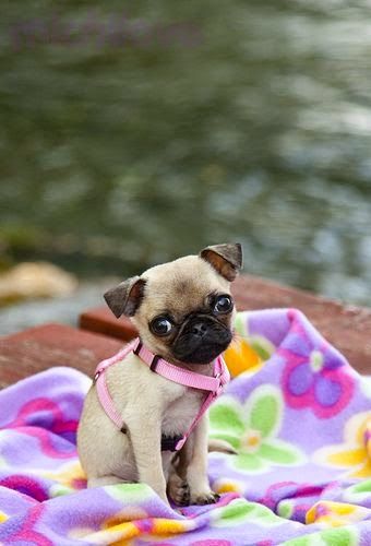 Top 10 Best Lap Dog Breeds Baby Pugs Cute Pug Puppies Lap Dog