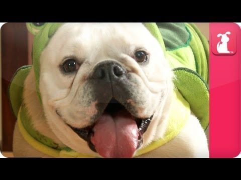 Animal Control Plans To Euthanize Frightened Dog That Was Dumped Near Rescue Animals Dogs Animal Abuse