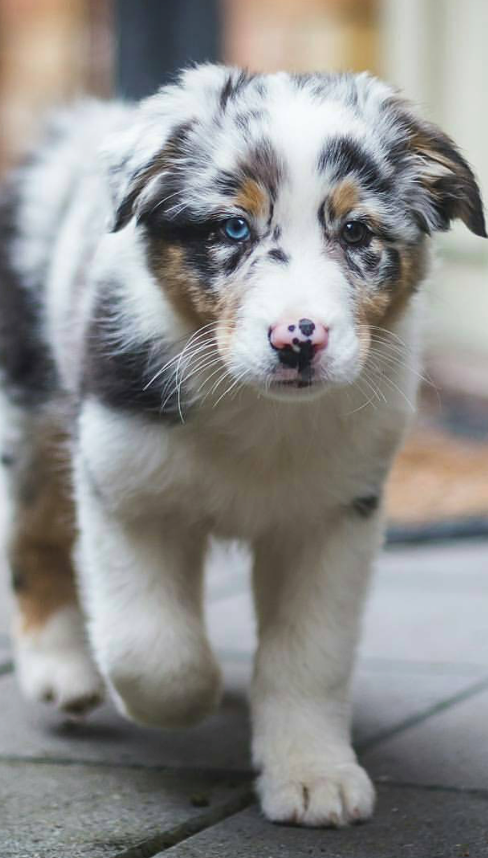 Hunter is a Mini Aussie and mix rescued from the
