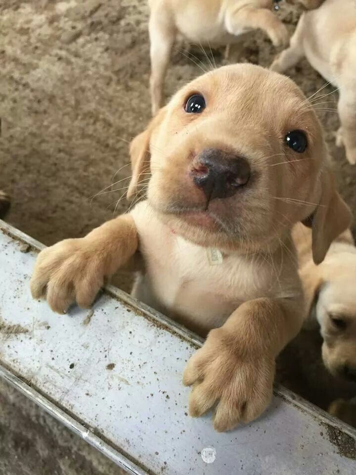 Master Of Puppies Puppies Funny Dogs