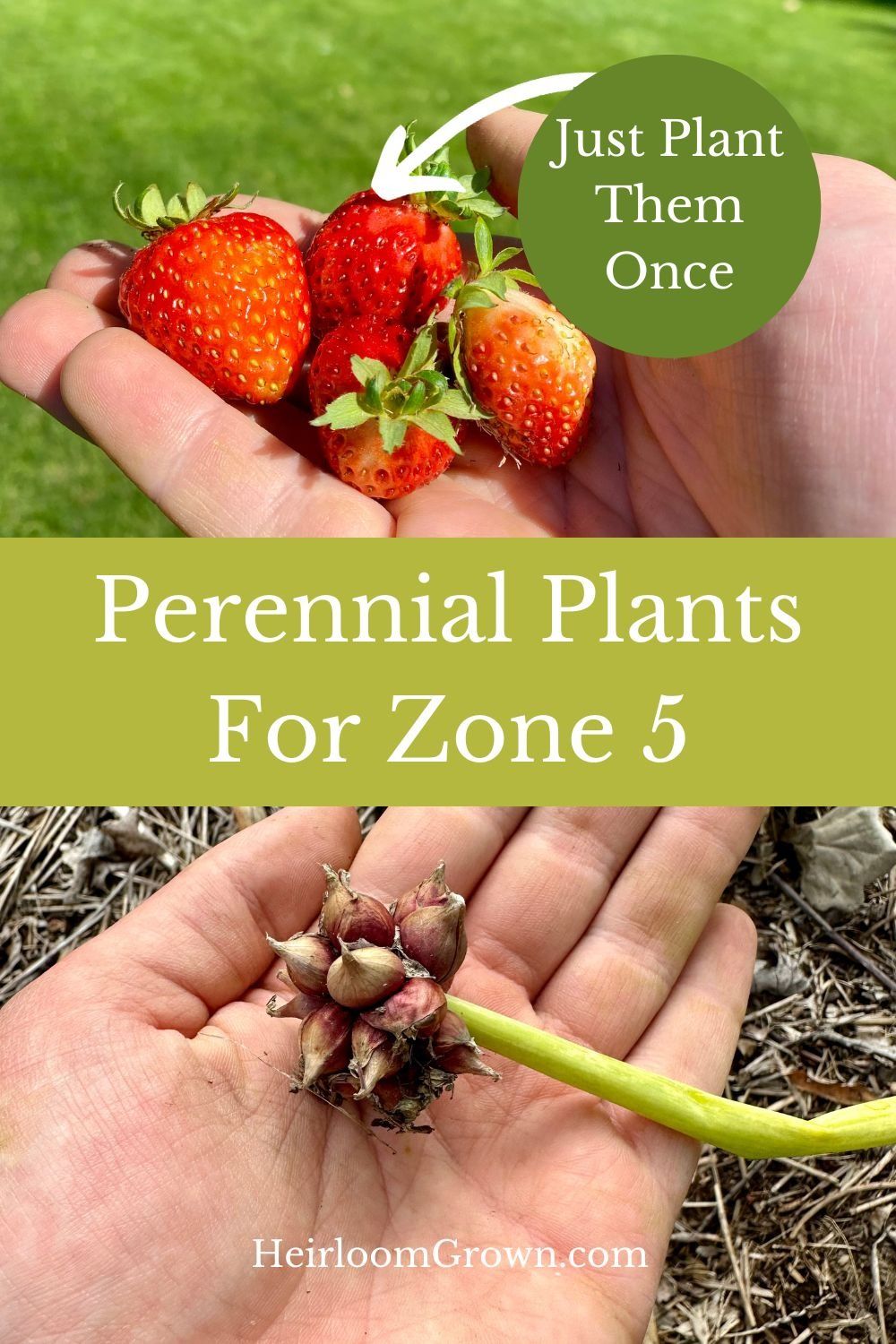 Plants For Zone 5: Just Plant Them Once