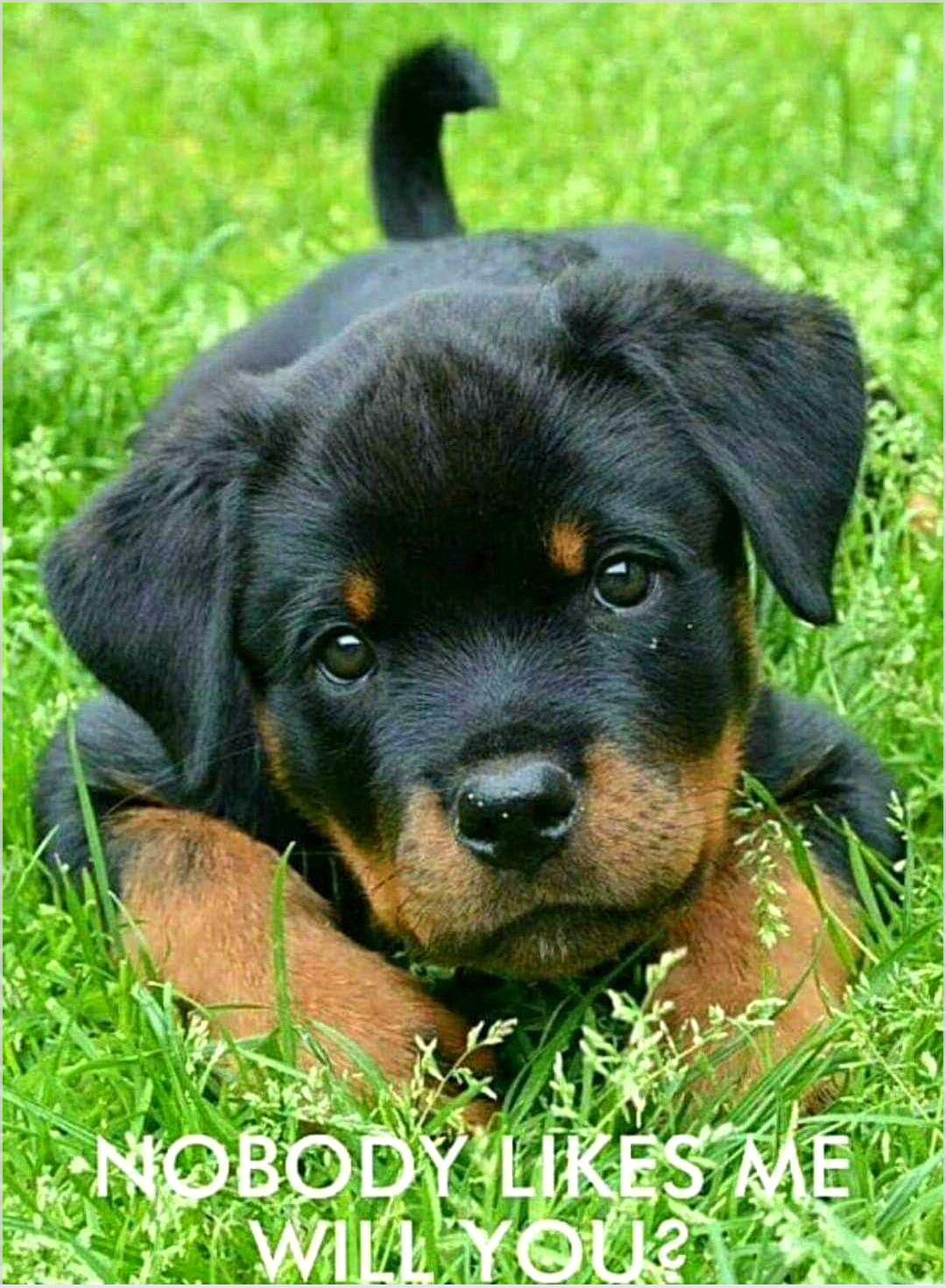 The Importance Of Keeping Your Dog Mentally Stimulated Cute Baby