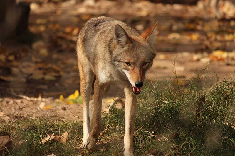 Top States With Coyotes Garden Fence Solutions For Deer And