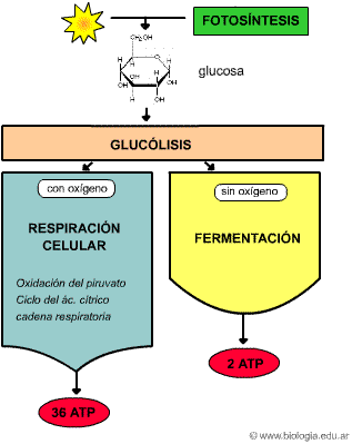 Cure dieta mediterránea película con la naturaleza