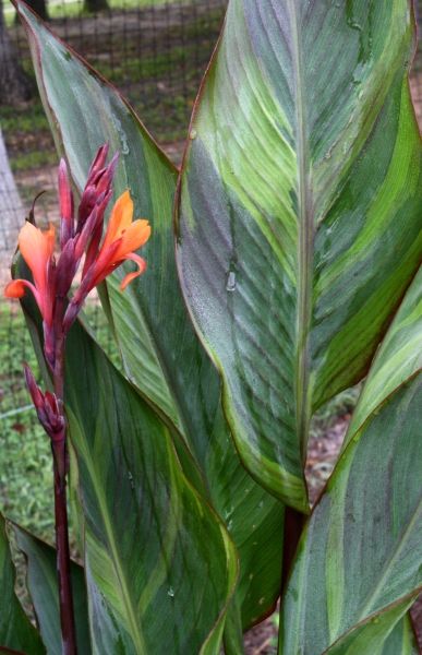 Canna Lily Bulbs Pretoria Lily Bulbs Bulb Flowers Canna Flower