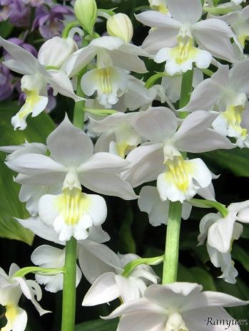 Calanthe エキゾチックな花 美しい花 植物栽培 Calanthe エキゾチックな花 美しい花 植物栽培
