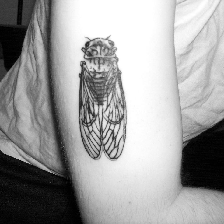 Cigale Tatouage Recherche Google Cicada Tattoo Tattoos Insect Tattoo Cigale Tatouage Recherche Google Cicada Tattoo Tattoos Insect Tattoo