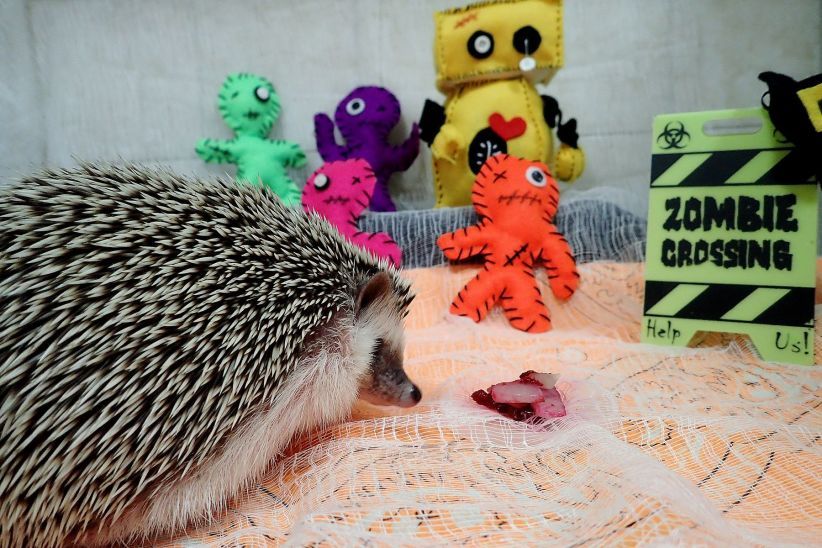 how to take care of a pregnant hedgehog