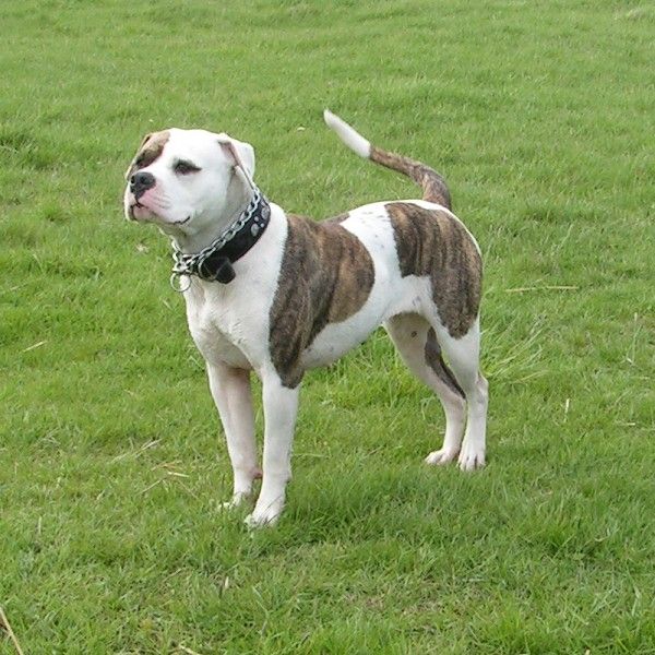 American Bulldog American Bulldog Amerikanische Bulldogge