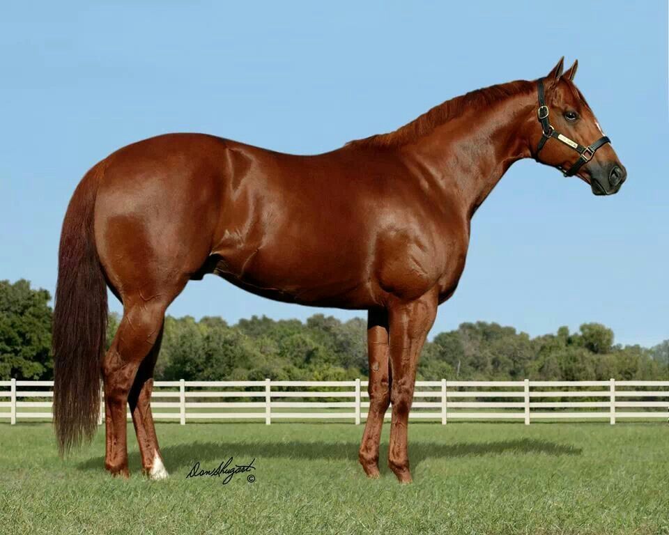 Jesse James Jr Caballos Cuarto De Milla Razas De Caballos Caballos De Carreras