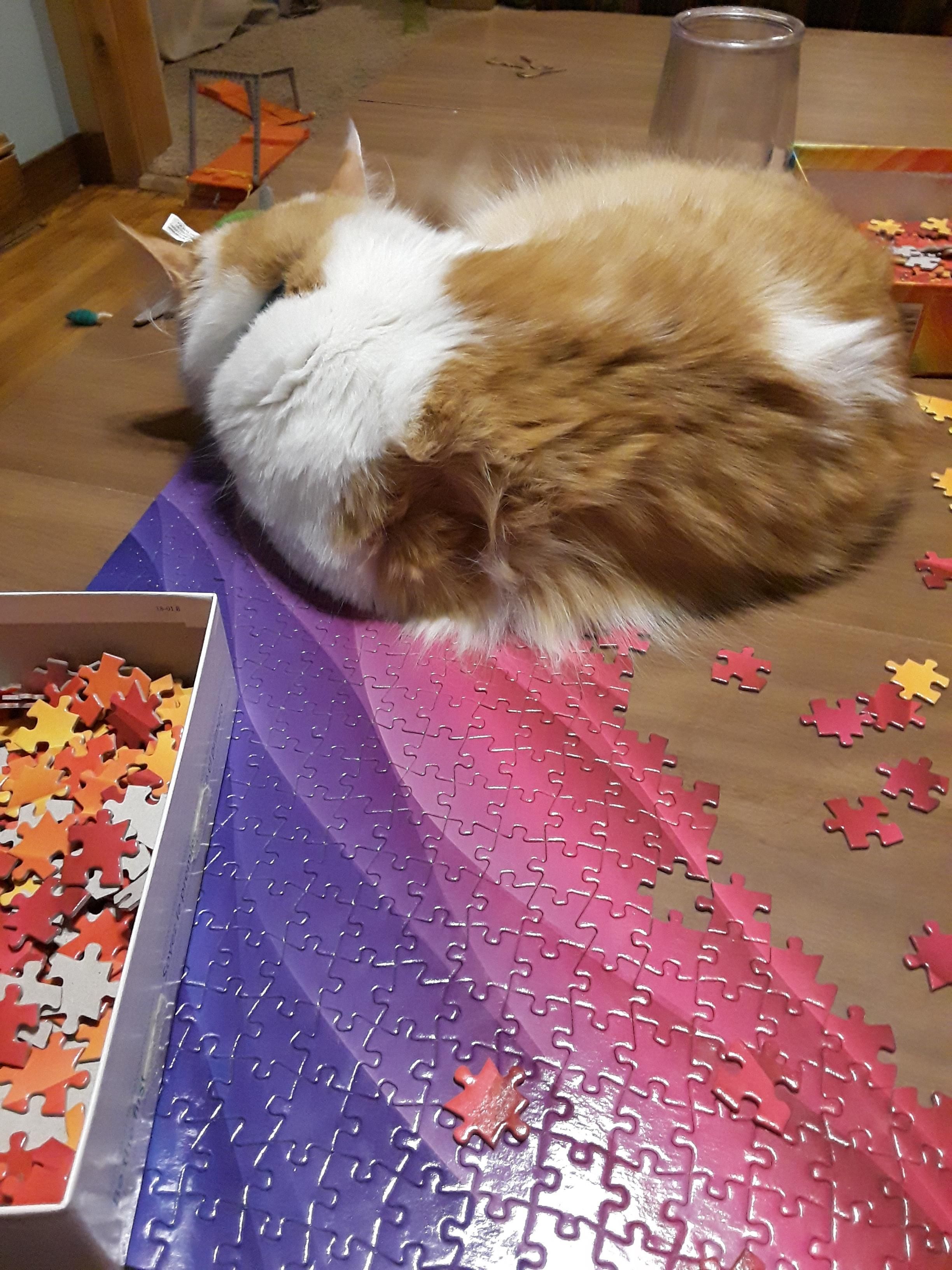 I Dont Understand Cat Logic When Us Hoomans Are Busy I Dont Understand Cat Logic When Us Hoomans Are Busy