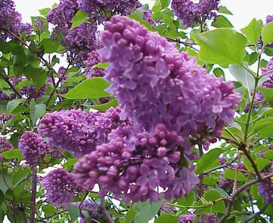 Venczel Profile Beautiful Flowers Pictures Flowers Flower