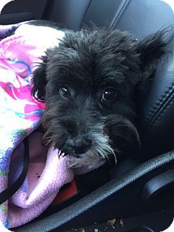 Schnauzer havin sex 4