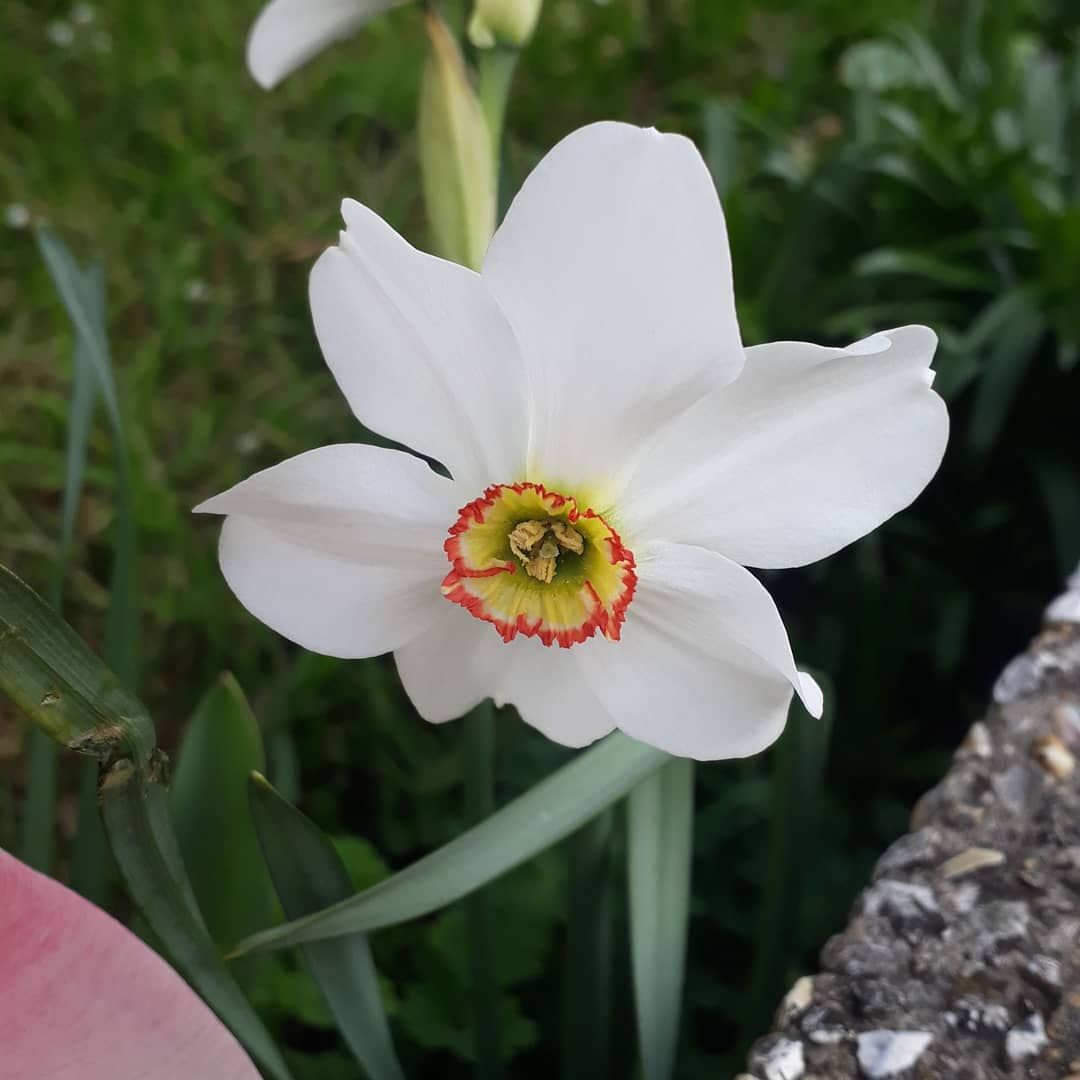 A Miniature Late Blooming Daffodil Just Opened This Morning A Miniature Late Blooming Daffodil Just Opened This Morning