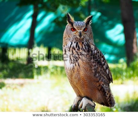 Portrait of royal owl with orange eyes Photo Image, Royalty Free Stock Photos, Owl, Stock Images, Eyes, Orange, Portrait, Illustration, Picture