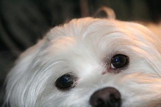 How To Groom A Maltese Dog S Face And Avoid Tear Stains Dog Tear