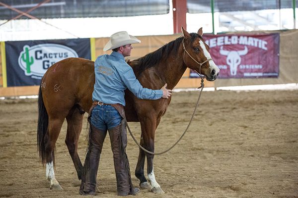 Pet Western Animal Hospital Mineral Wells Tx