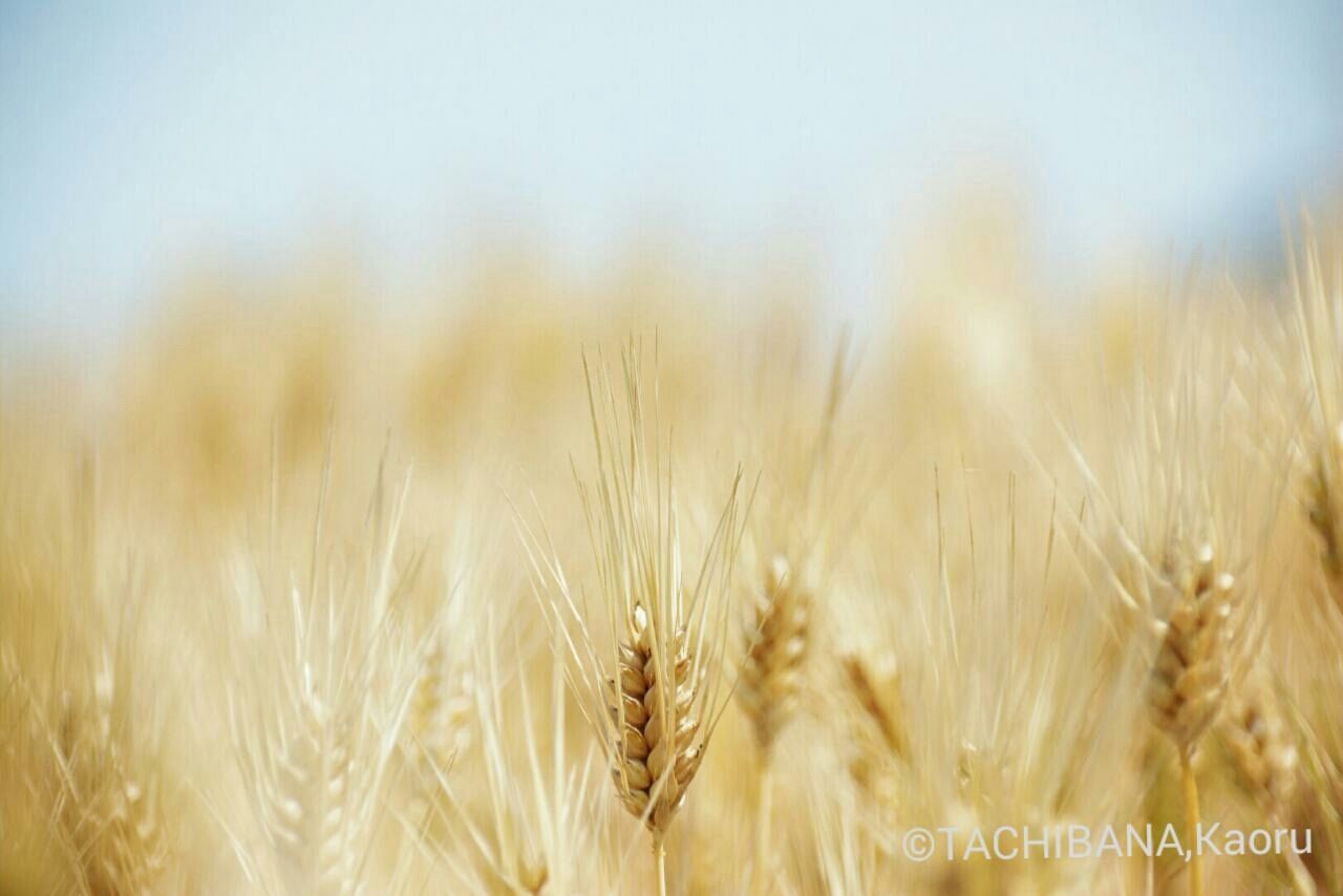 Shades Of Light Blue, Wheat Fields, Light Brown, Dandelion, Cream
