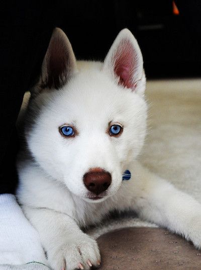 Rare Snow White Pure Siberian Husky Puppies Siberian