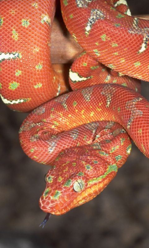 480x800 Wallpaper Animal Snake Color Snake Animals 480x800 Wallpaper